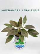 Lagenandra Keralensis